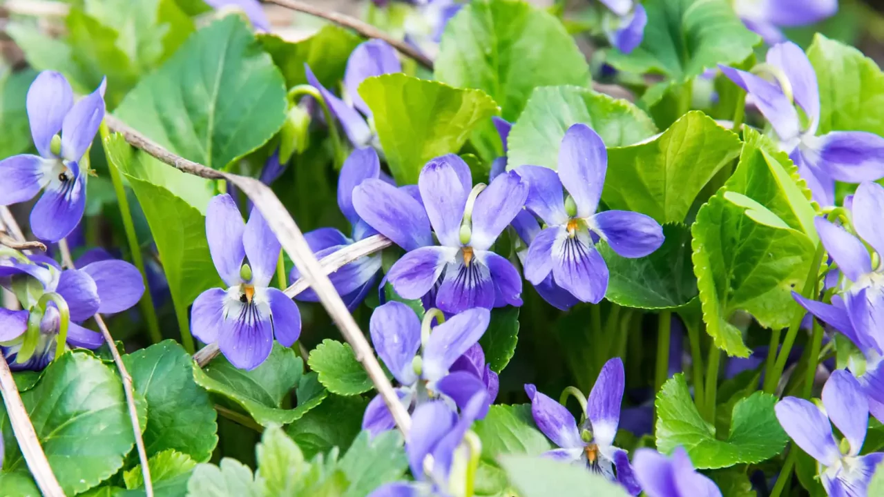 viola