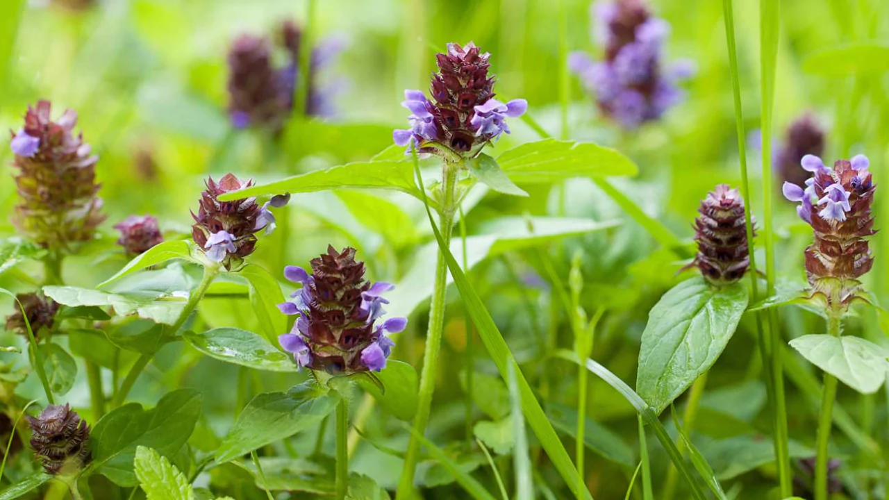 vulgaris