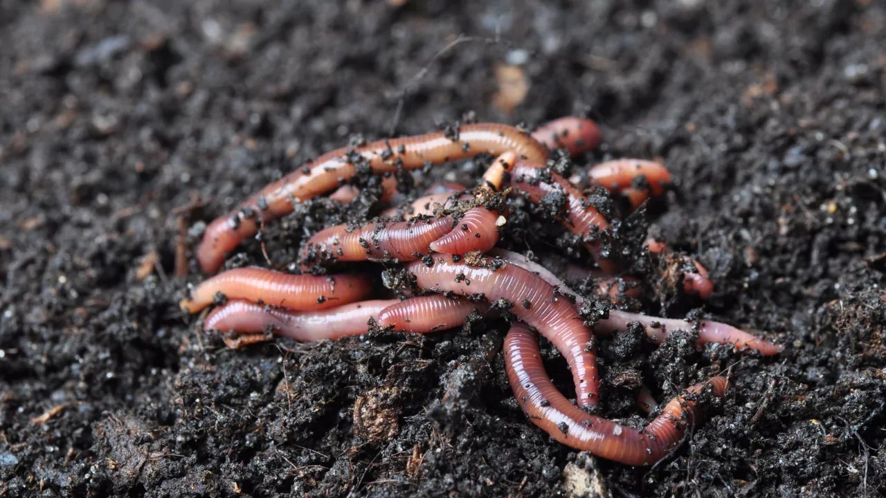 where to find composting worms