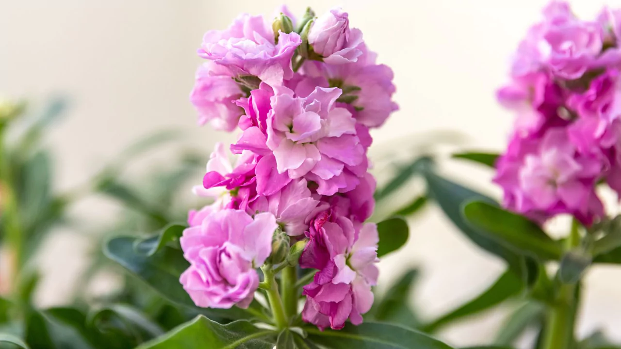 ‘Cinderella’ Stock flower