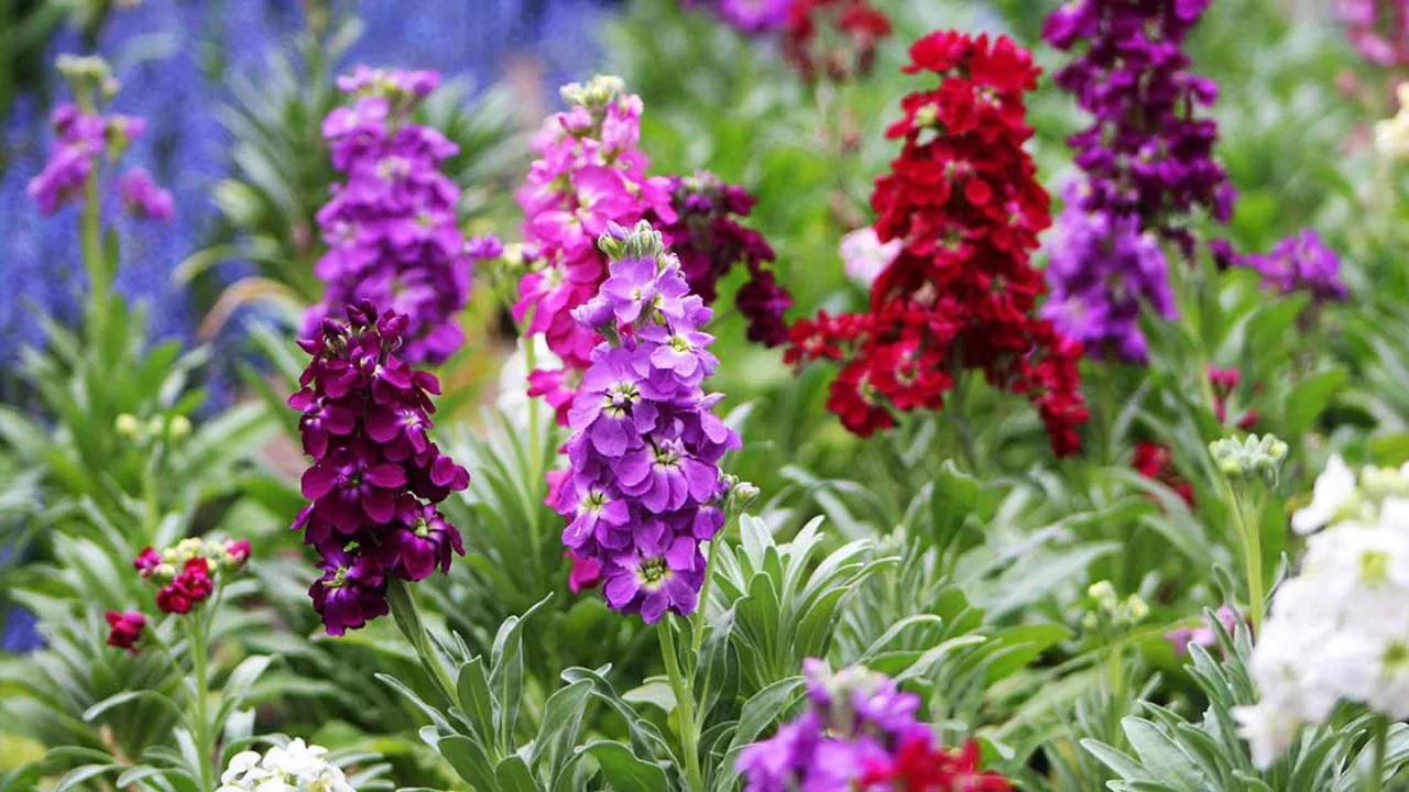‘Legacy’ Stock flower