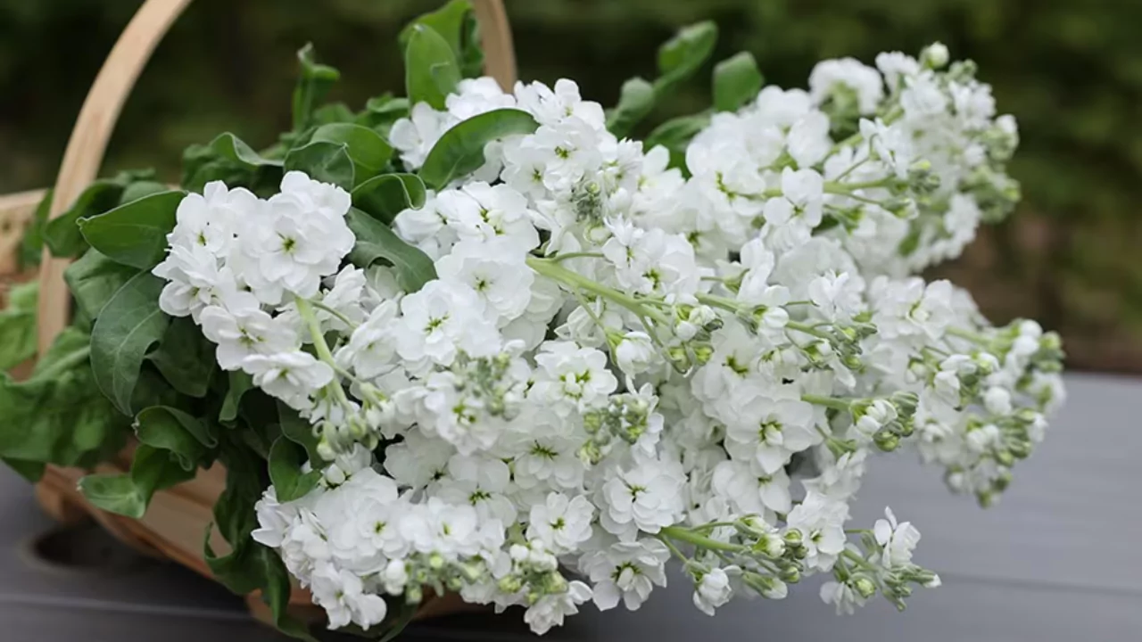 ‘White Goddess’ Stock flower