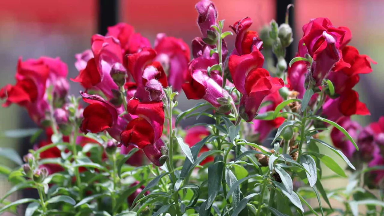 13 Types of Snapdragon Flower You Might Not Know About