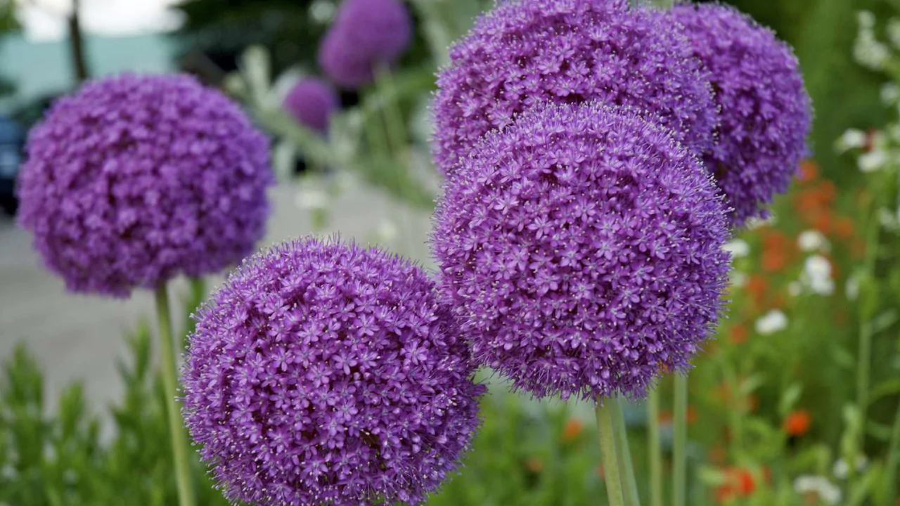 20 Most Popular Flowers to Grow in a Garden
