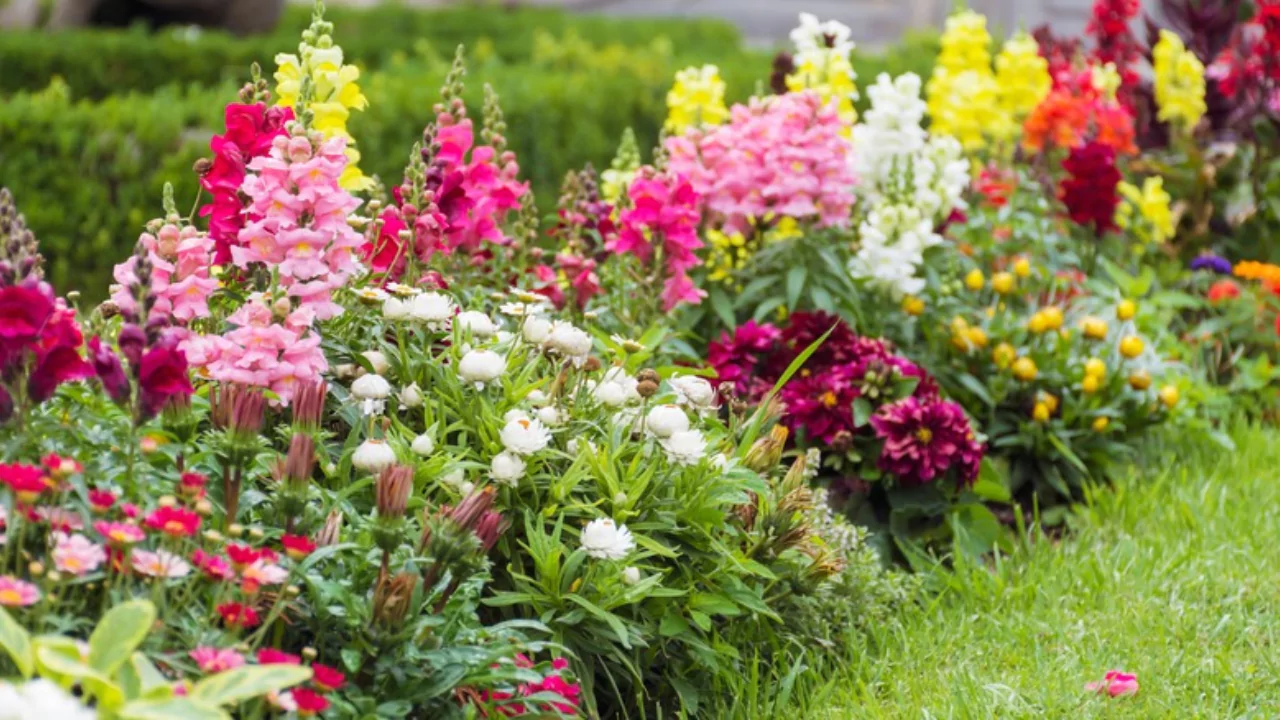 Aroma Series Snapdragons