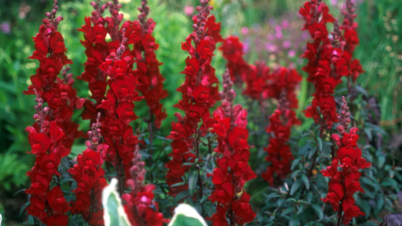 Black Prince Snapdragons