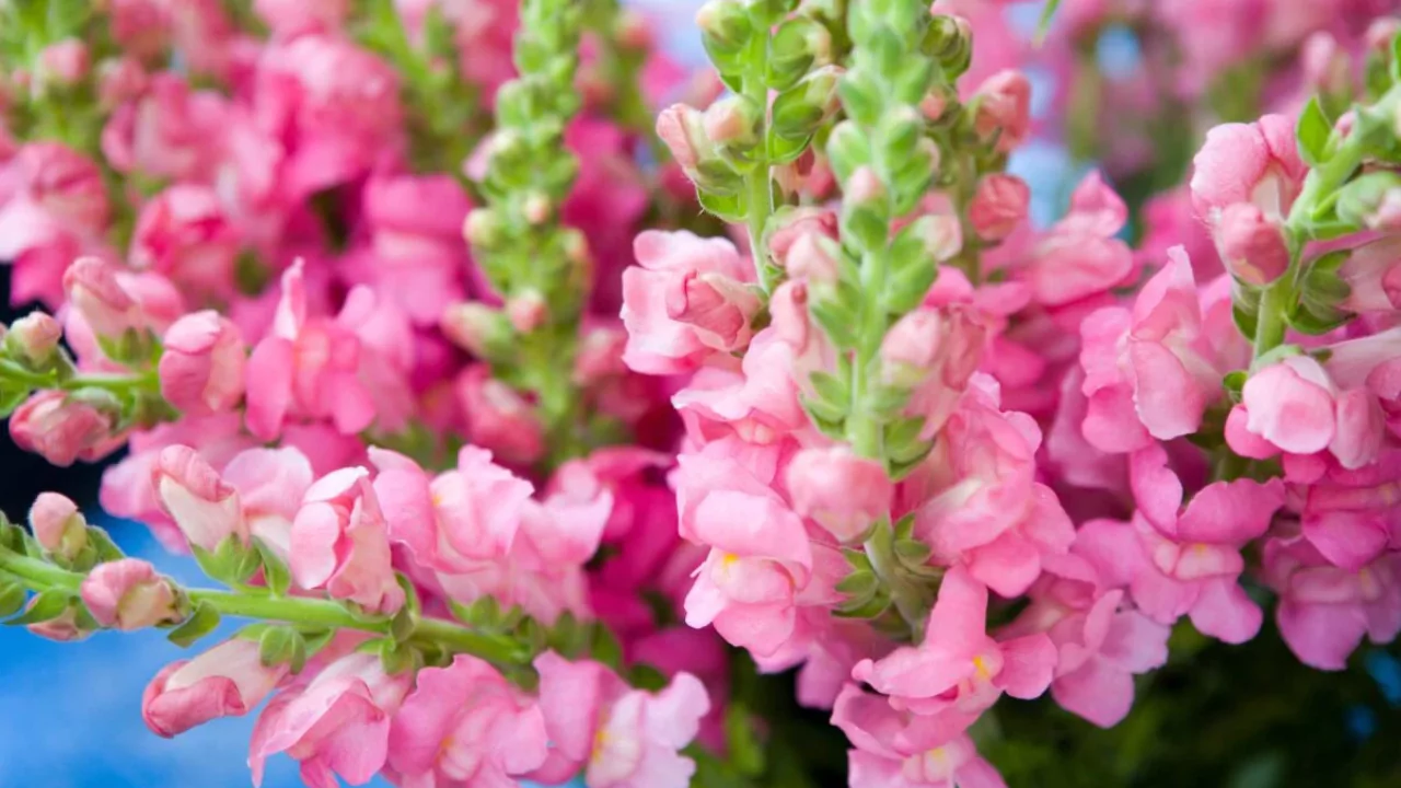 Bright Butterfly Snapdragons
