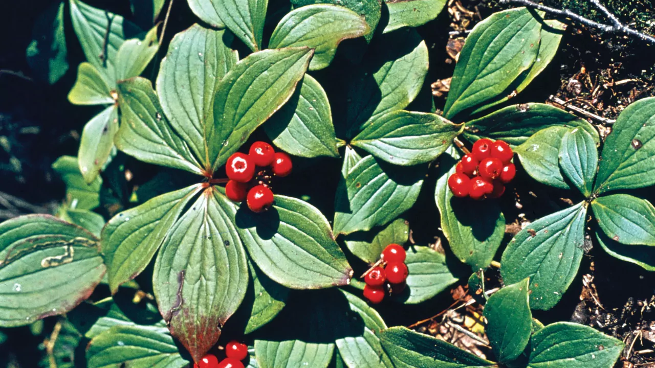 Bunchberry