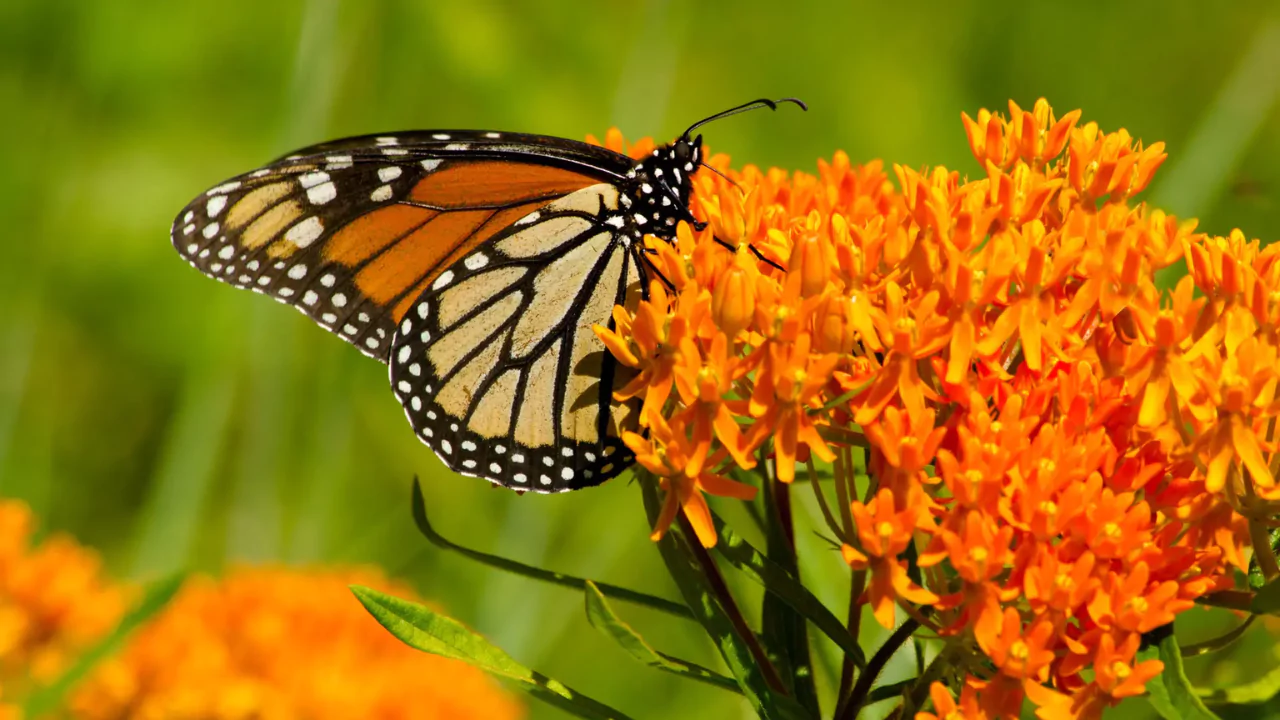 Butterflyweed