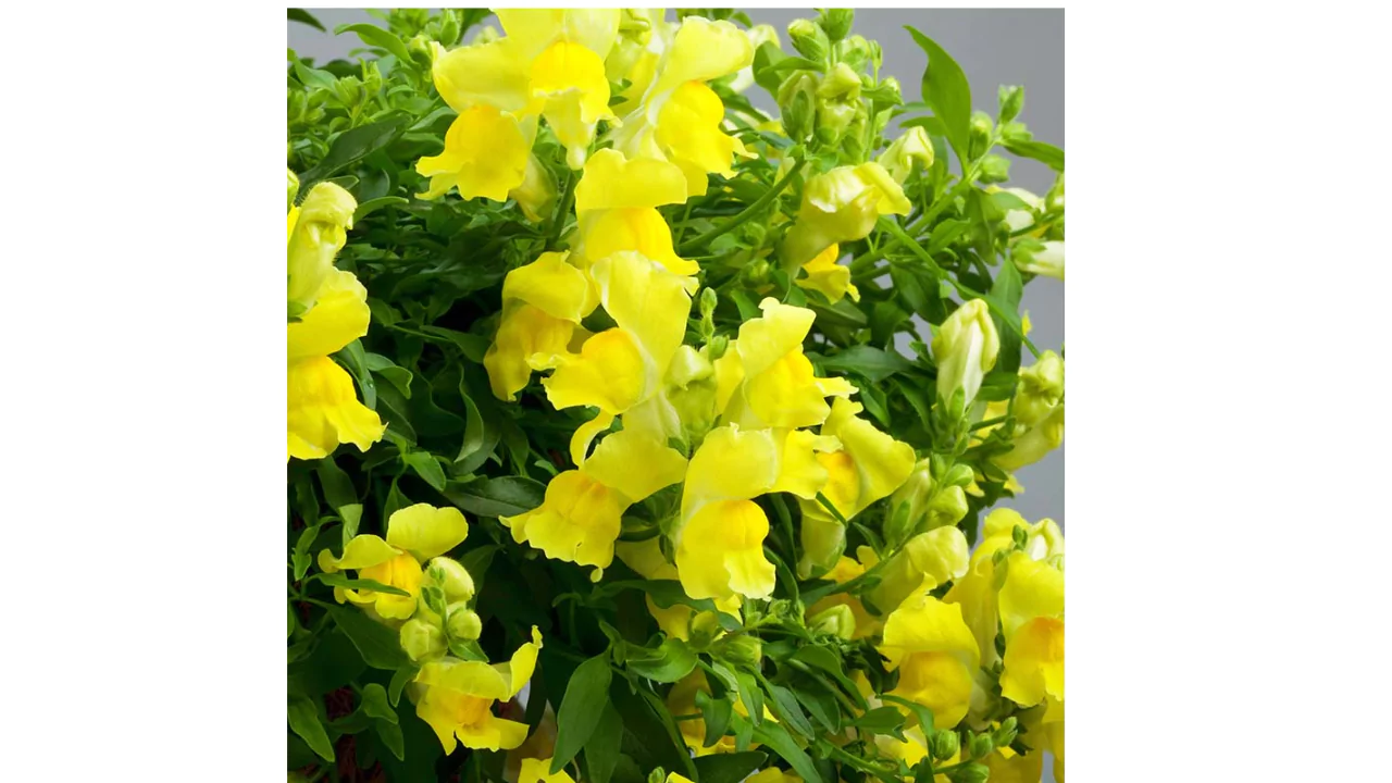 Candy Shower Snapdragons