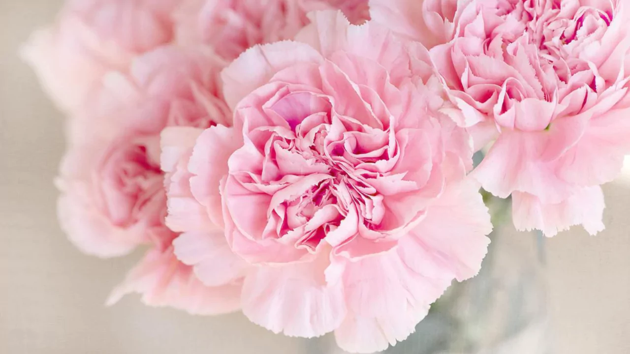 Carnations