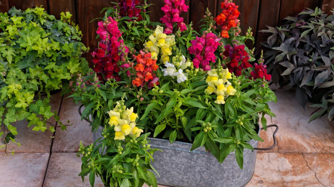 Chandelier Snapdragons