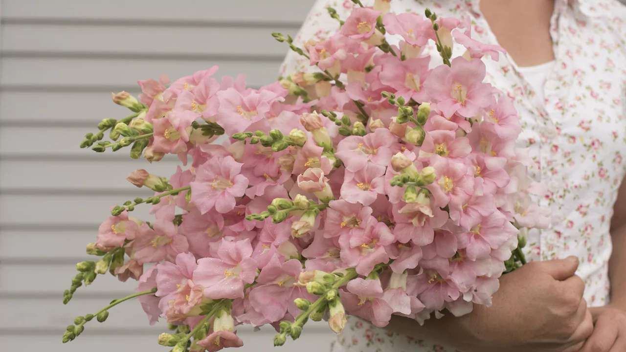 Chantilly Snapdragons