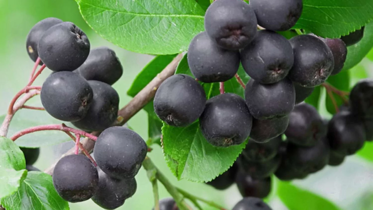 Chokeberry (Aronia)