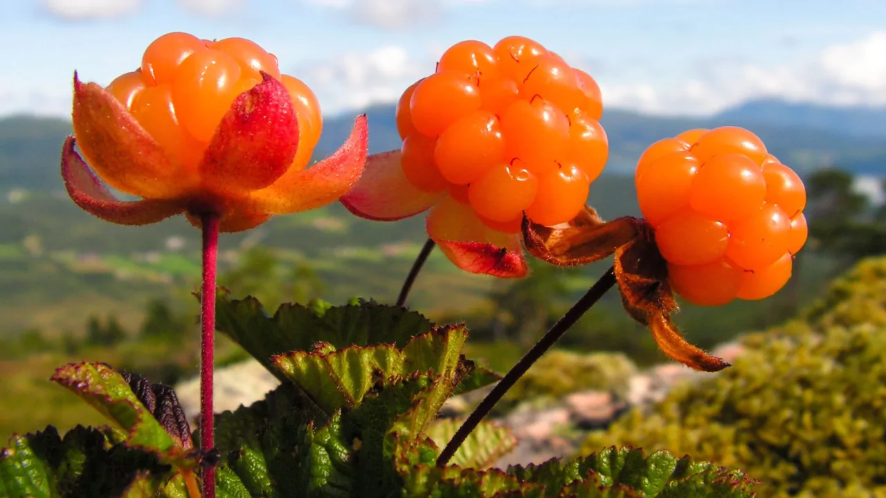 Cloudberry
