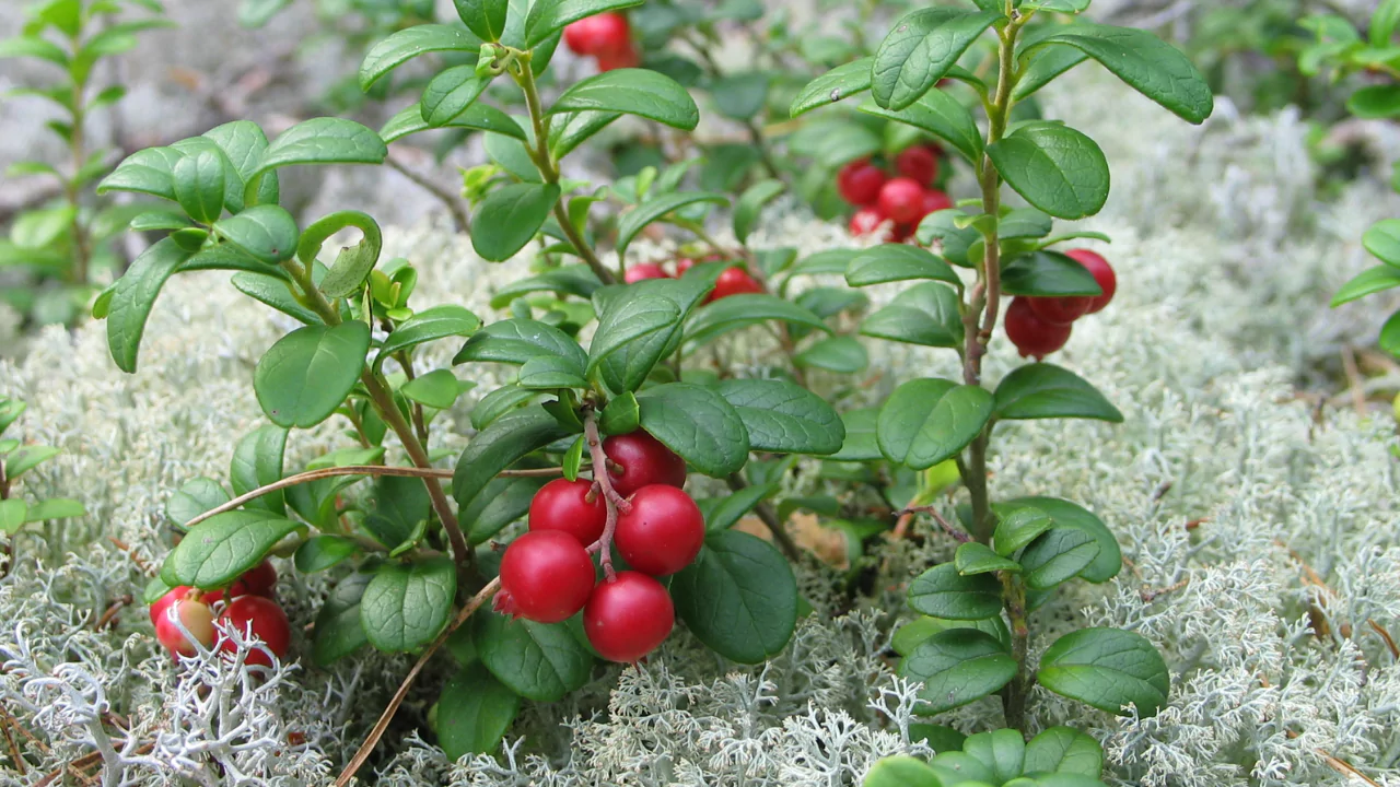 Cowberry