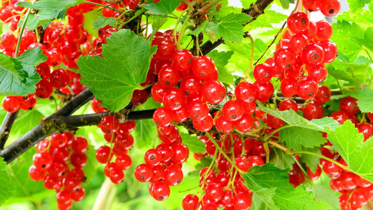 Currant