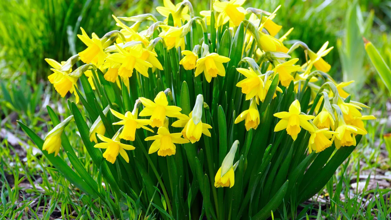 Daffodils