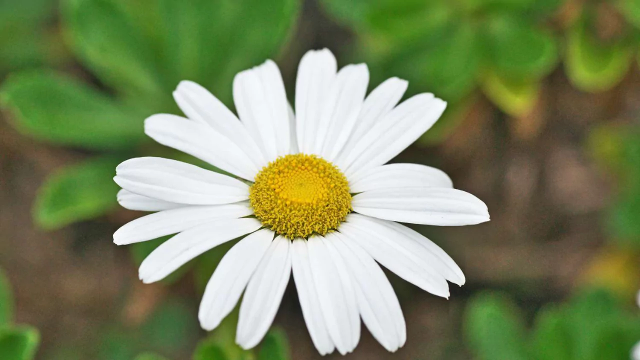 Daisy