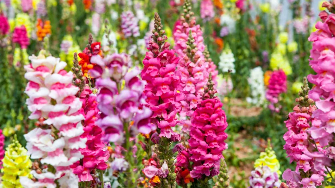 Frosted Flame Snapdragons