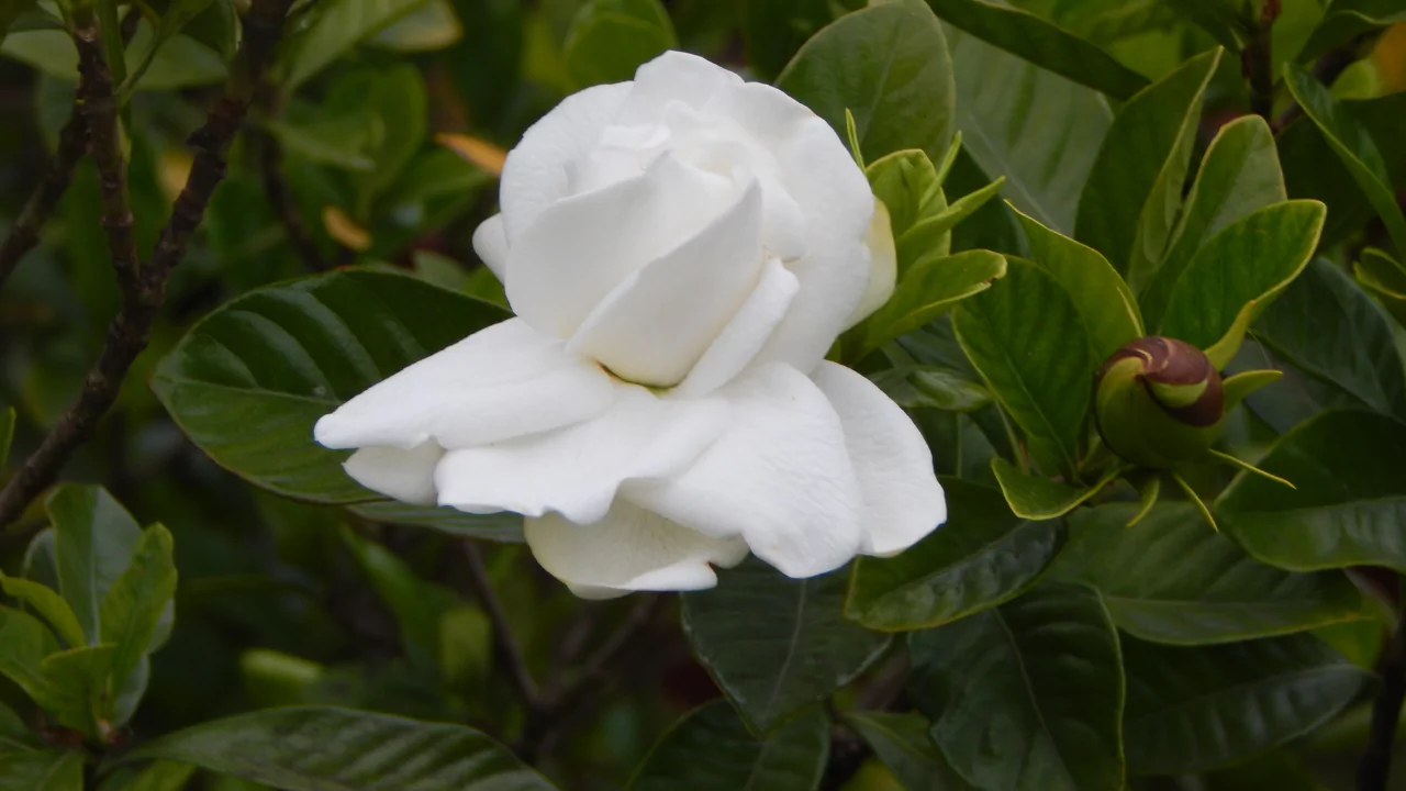 Gardenia