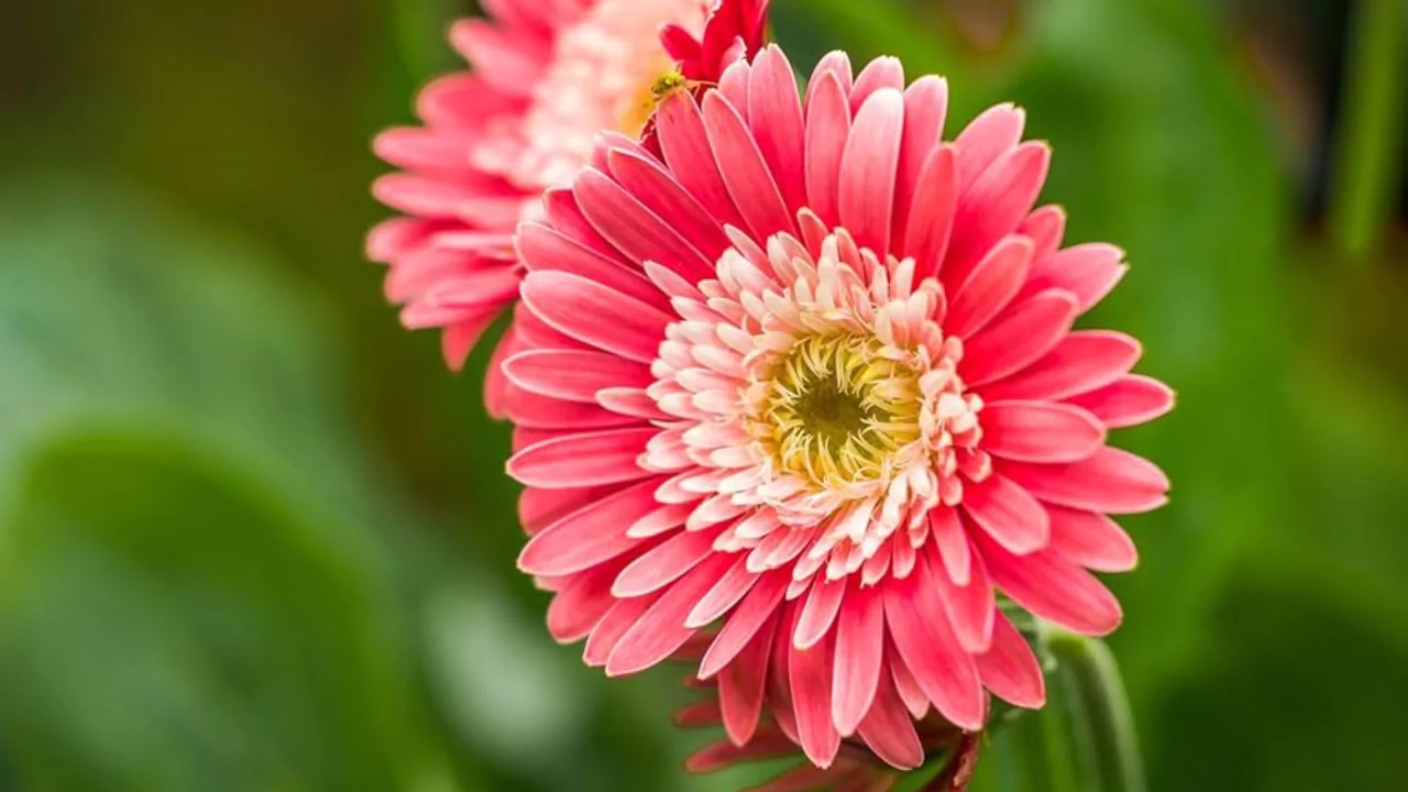 Gerbera Daisy
