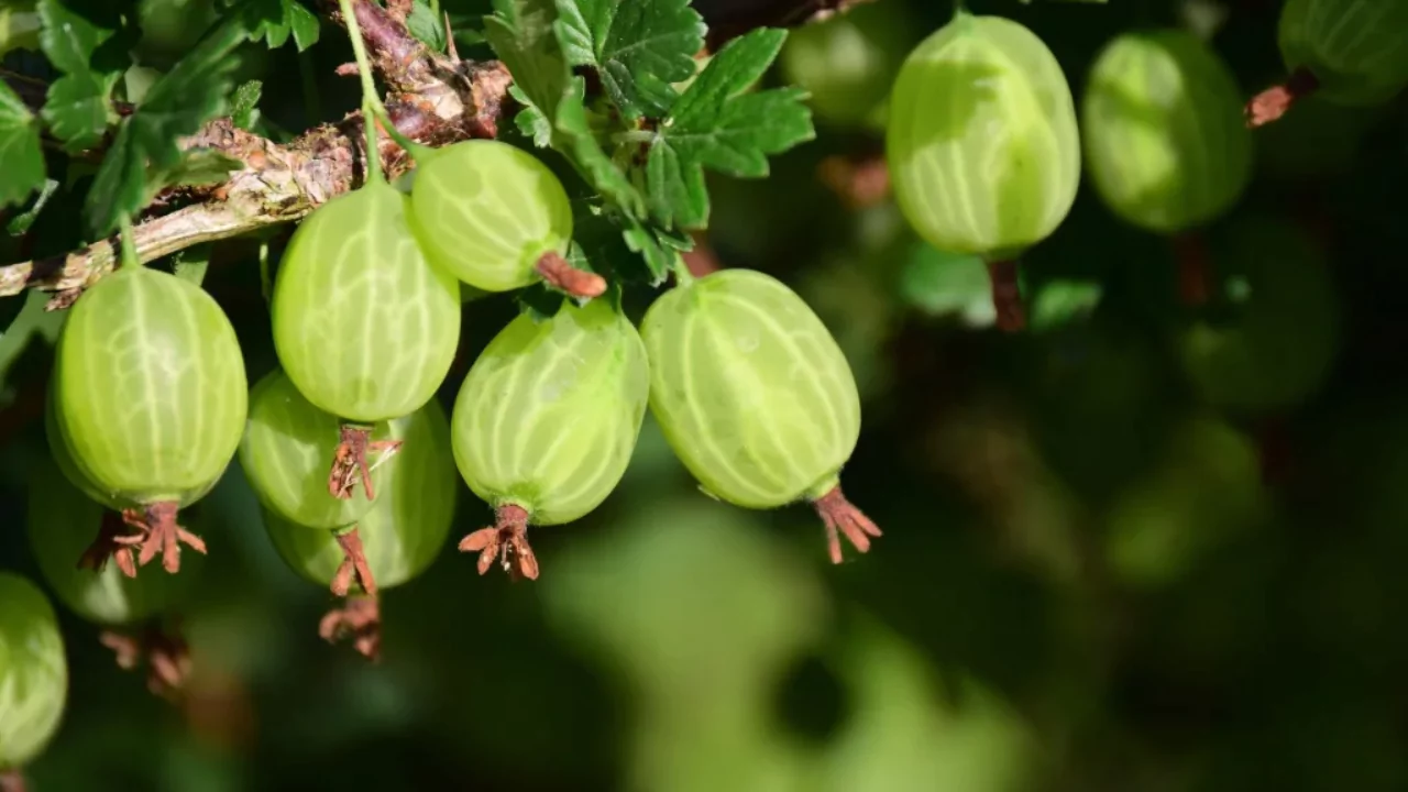 Gooseberry