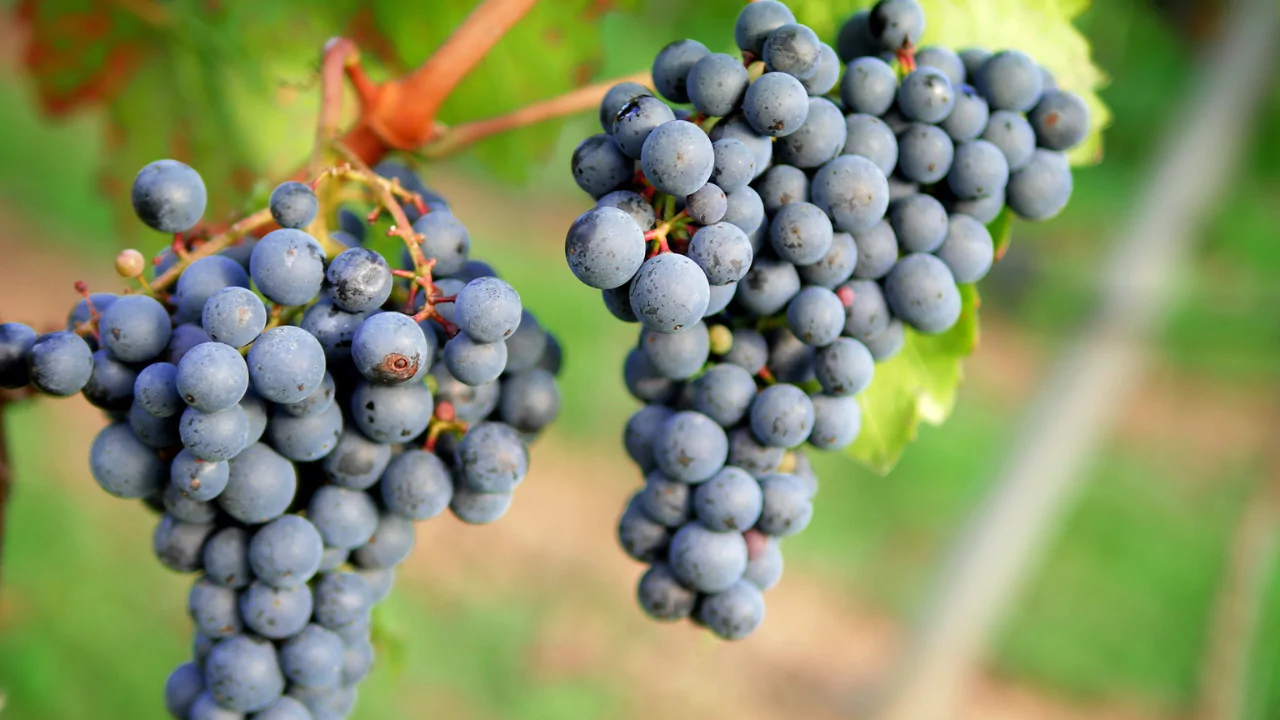 Grape