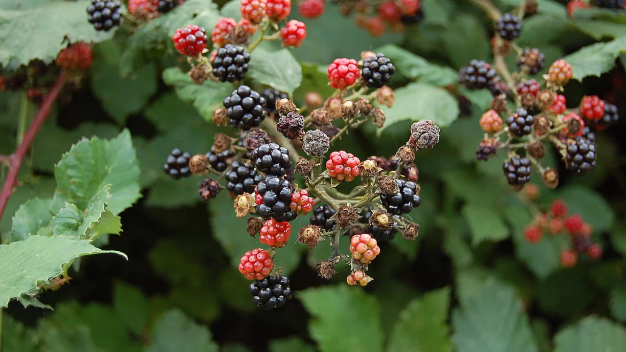 Himalayan Blackberry