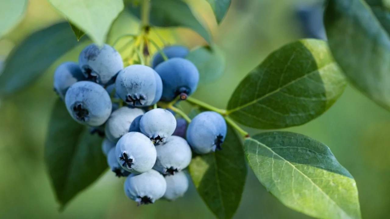 Huckleberry