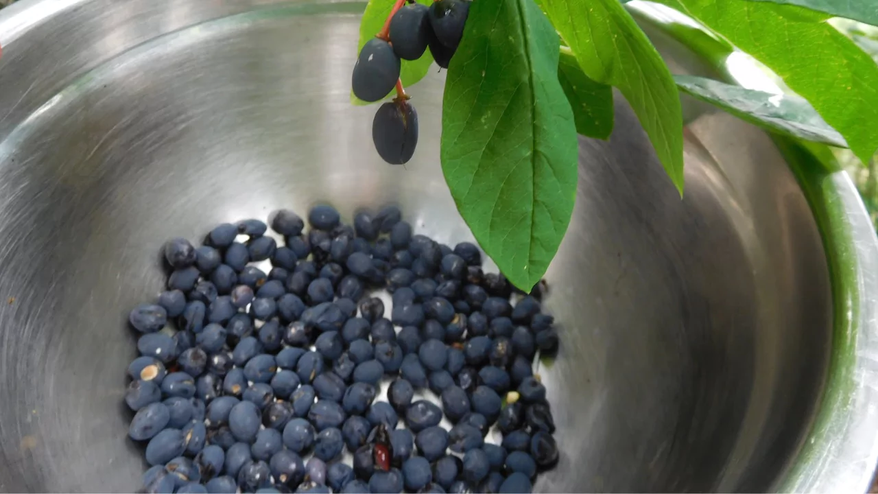 Indian Plum