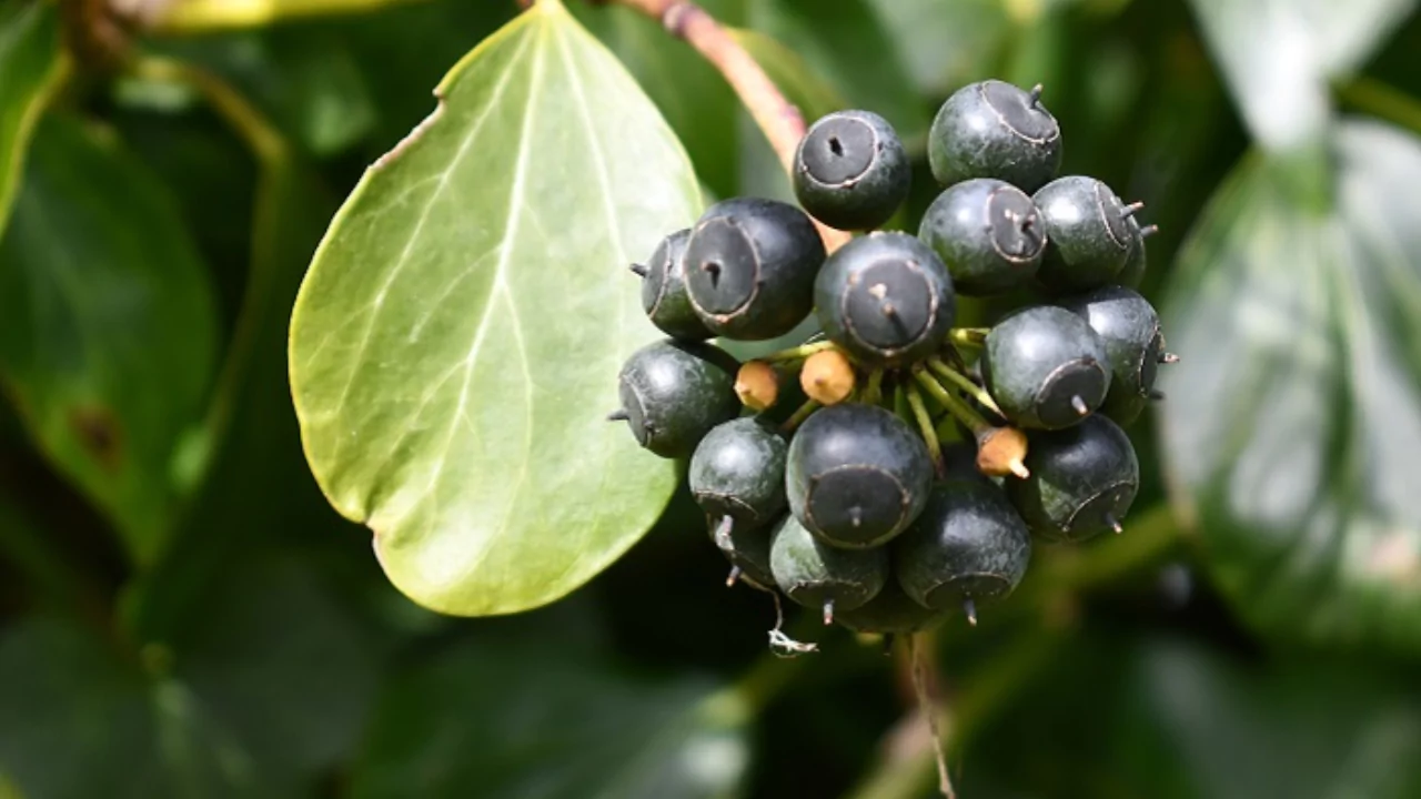 Ivy Berry