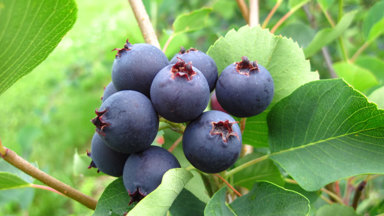 Juneberry