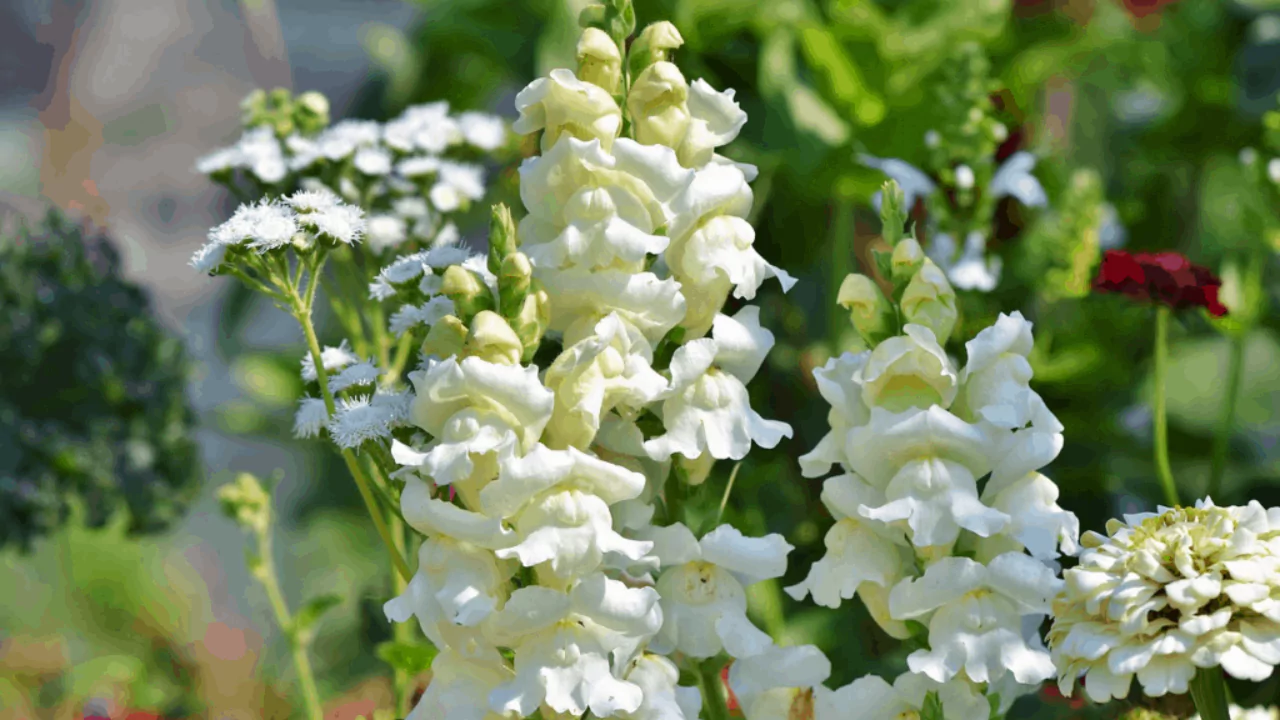 La Bella Snapdragons
