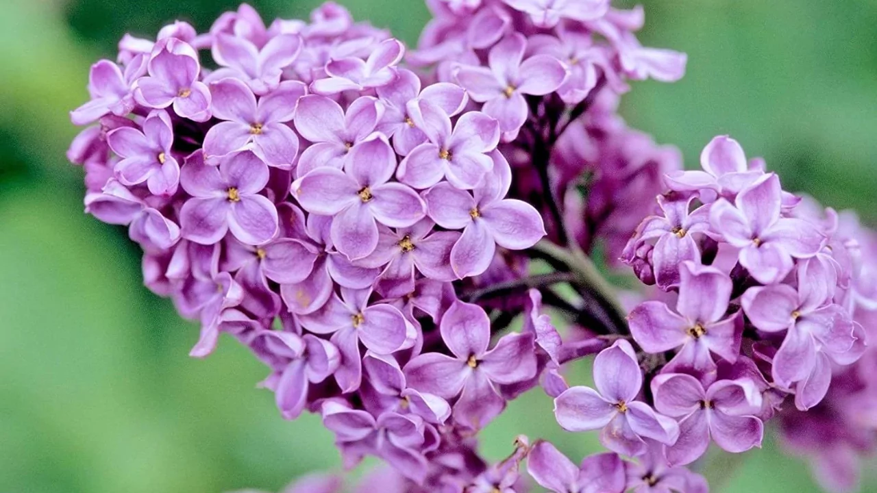 Lilac