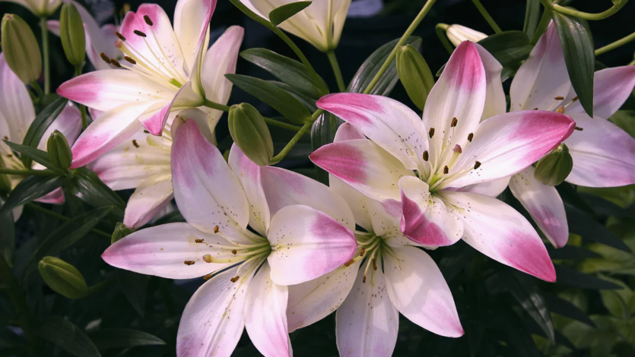 Lily