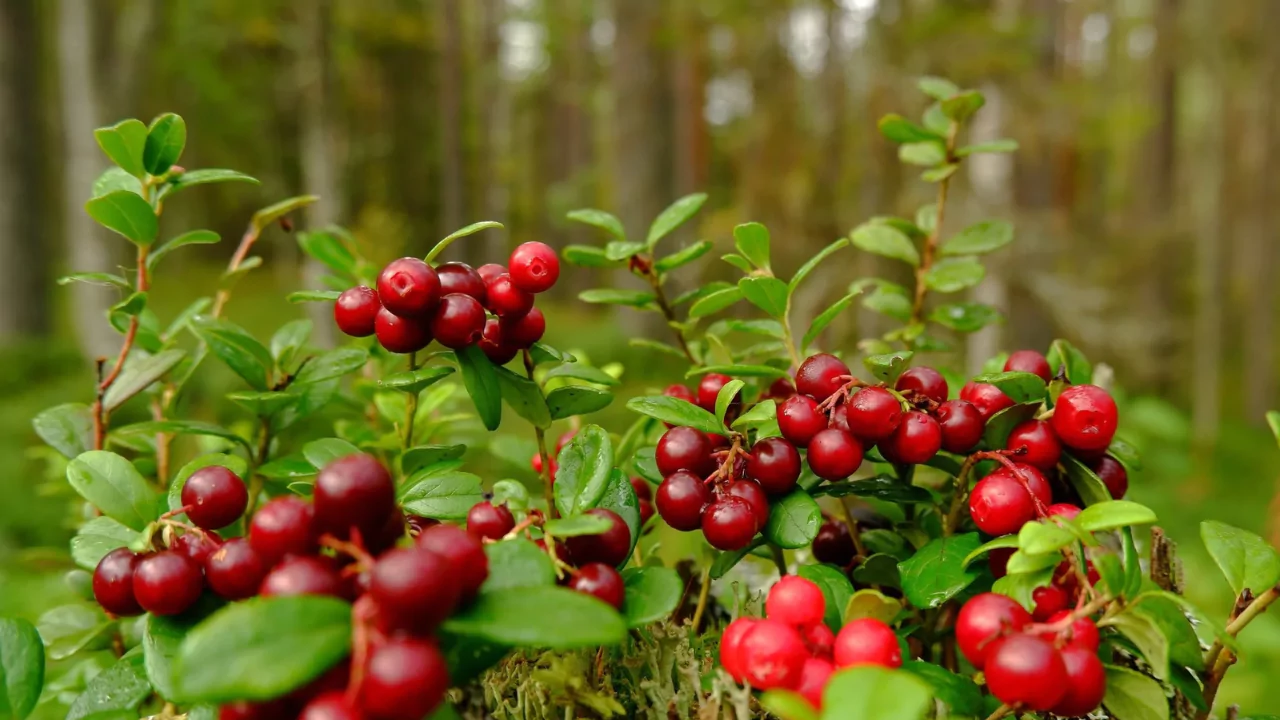 Lingonberry