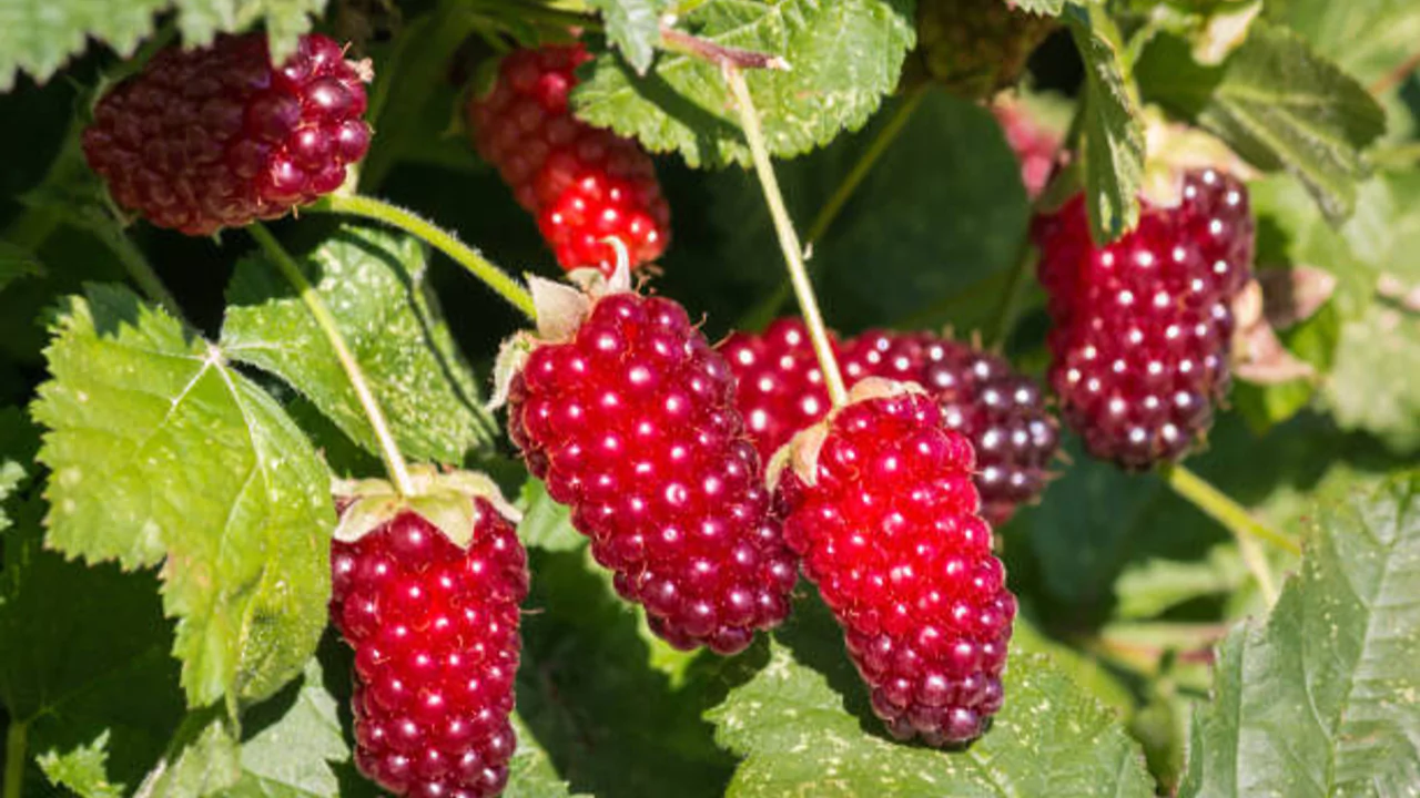 Loganberry