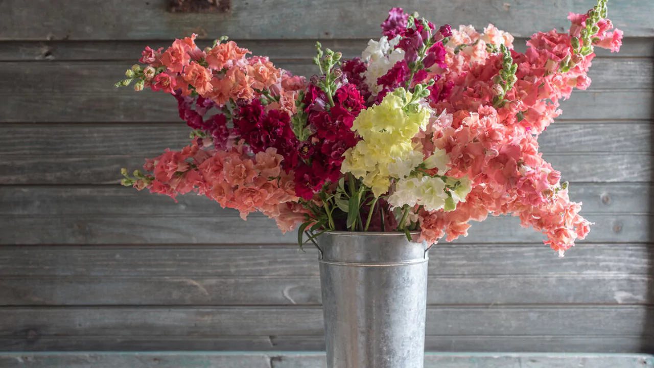 Madame Butterfly Snapdragons