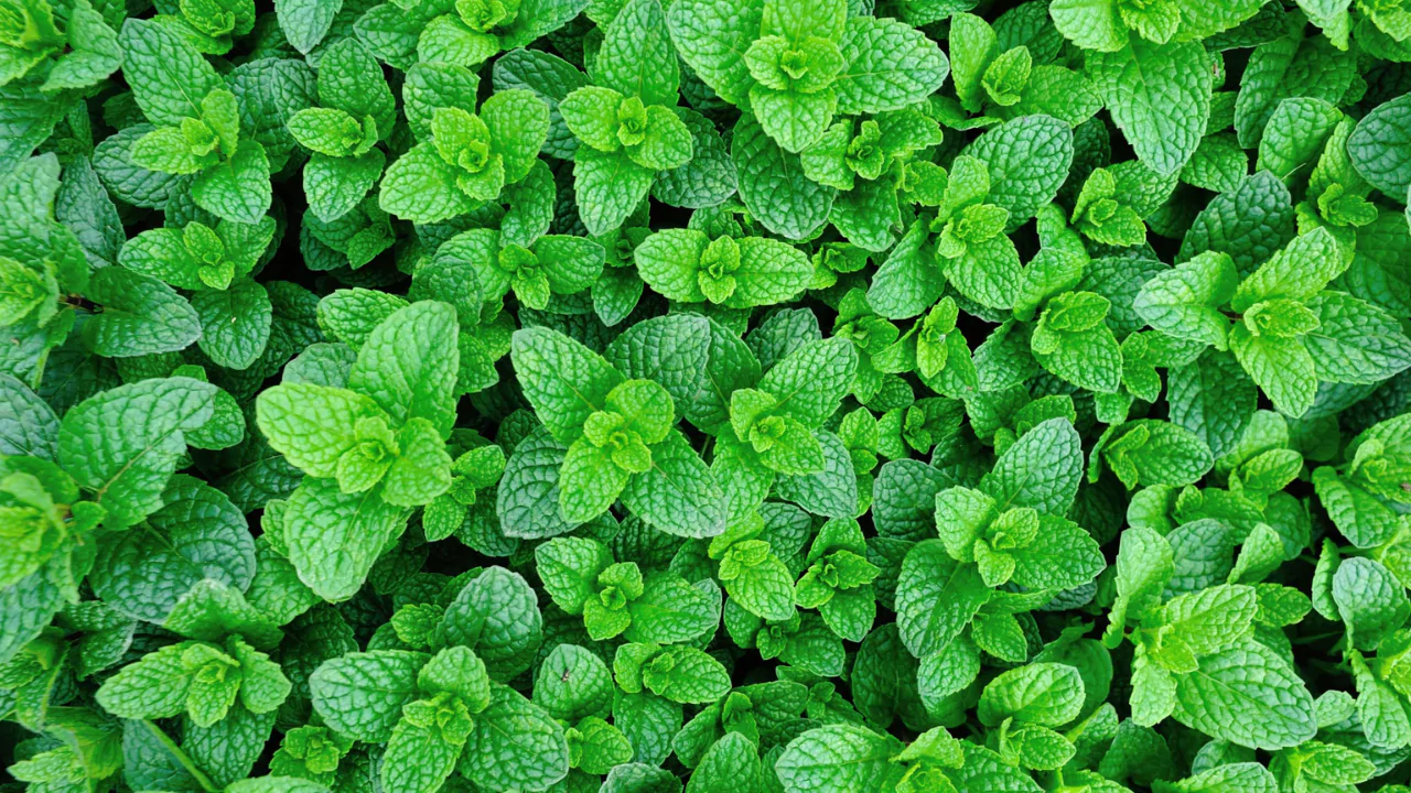 Mint