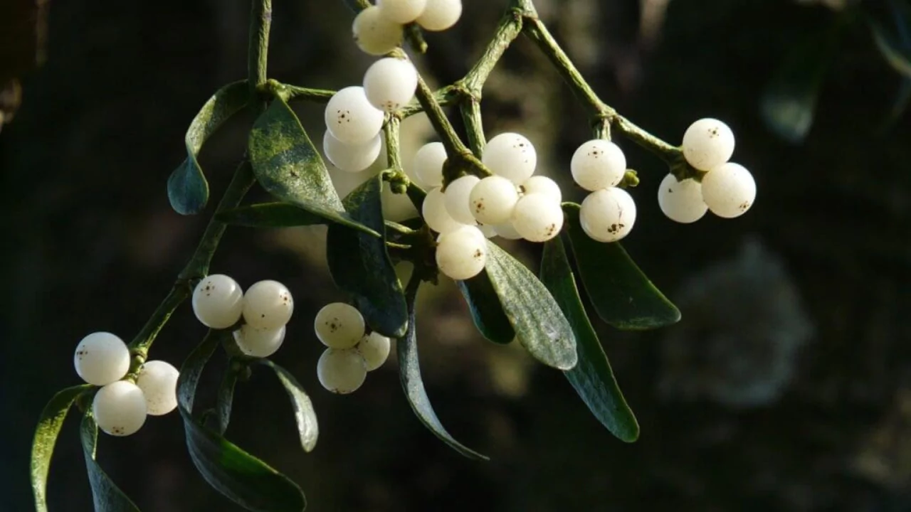 Mistletoe Berry