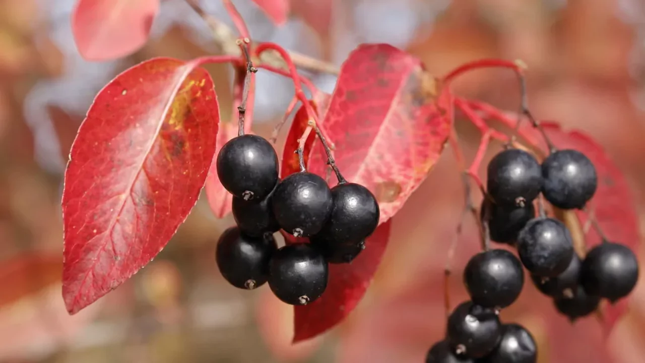 Nannyberry