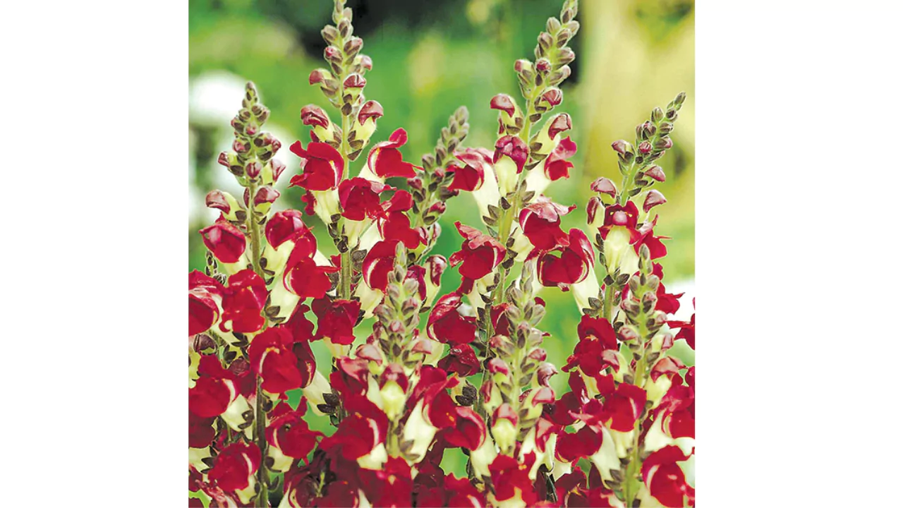 Night and Day Snapdragons