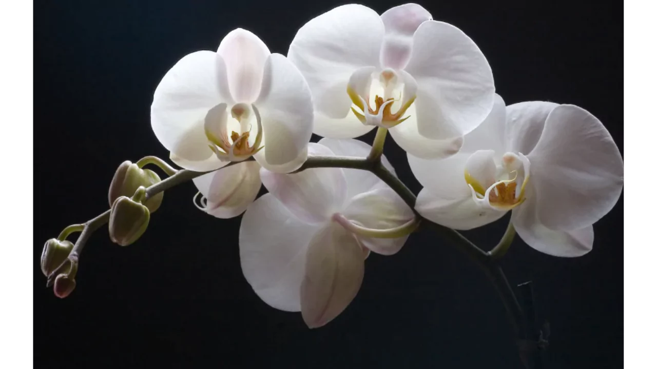 Orchid