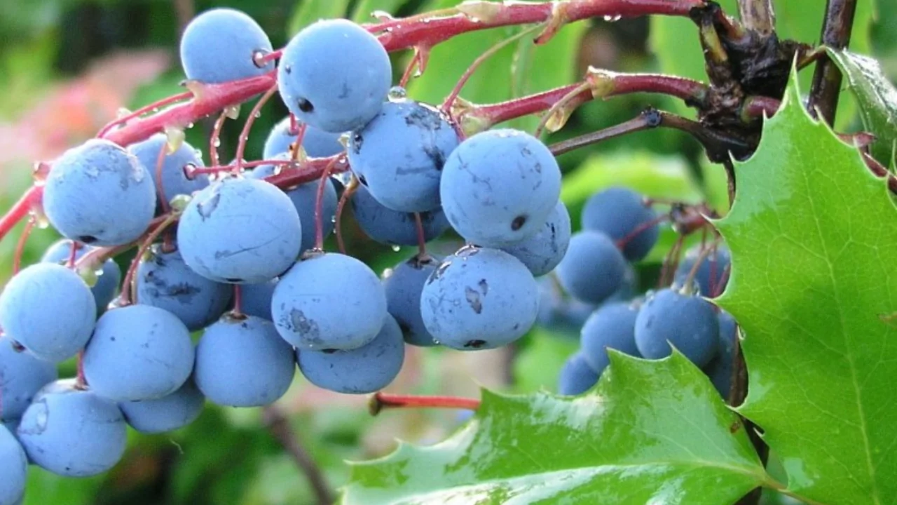 Oregon Grape