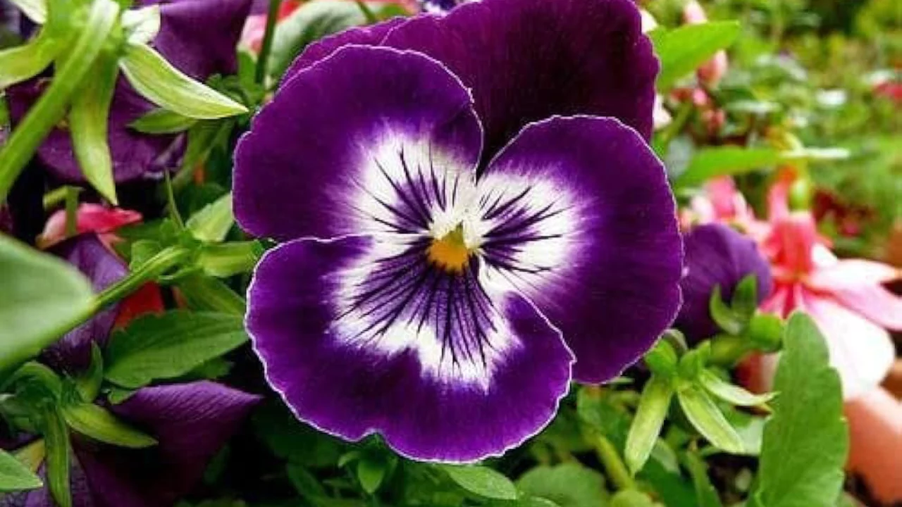 Pansy