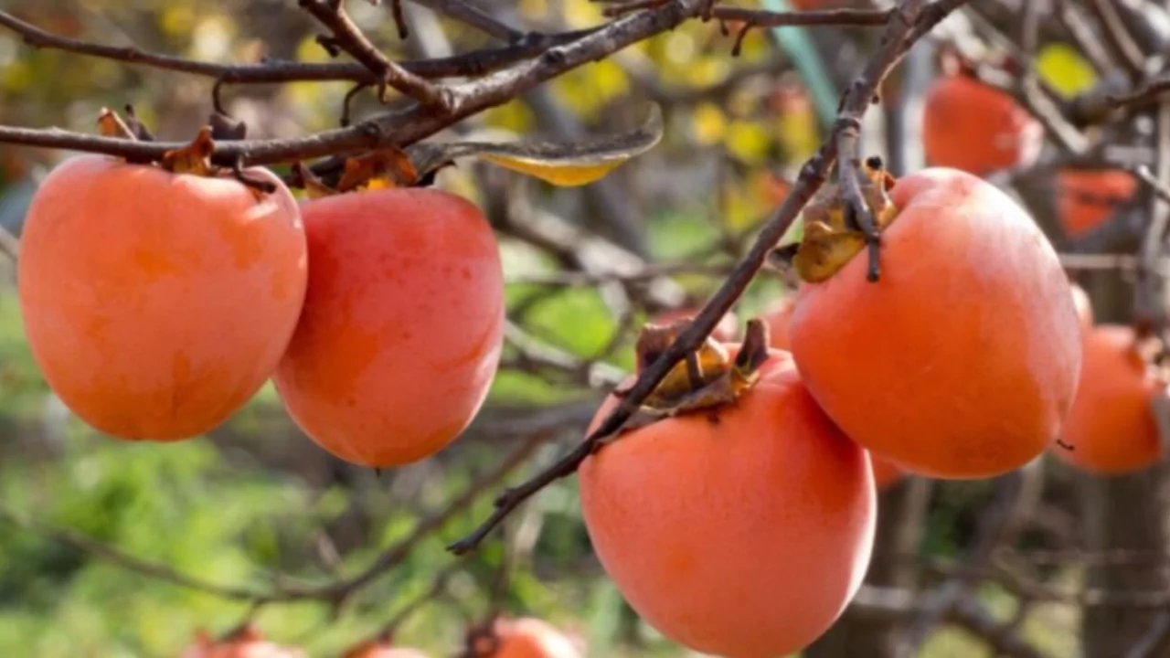 Persimmon