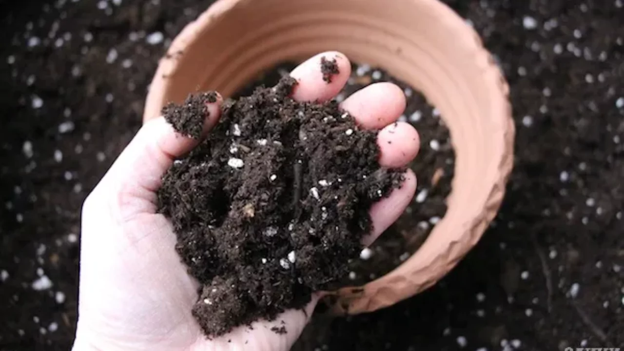Potting Soil