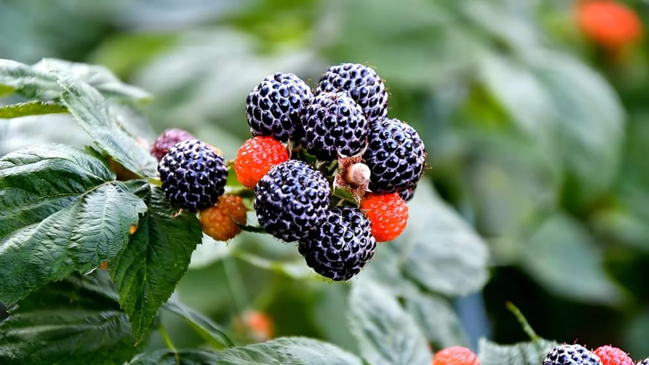 Raspberry