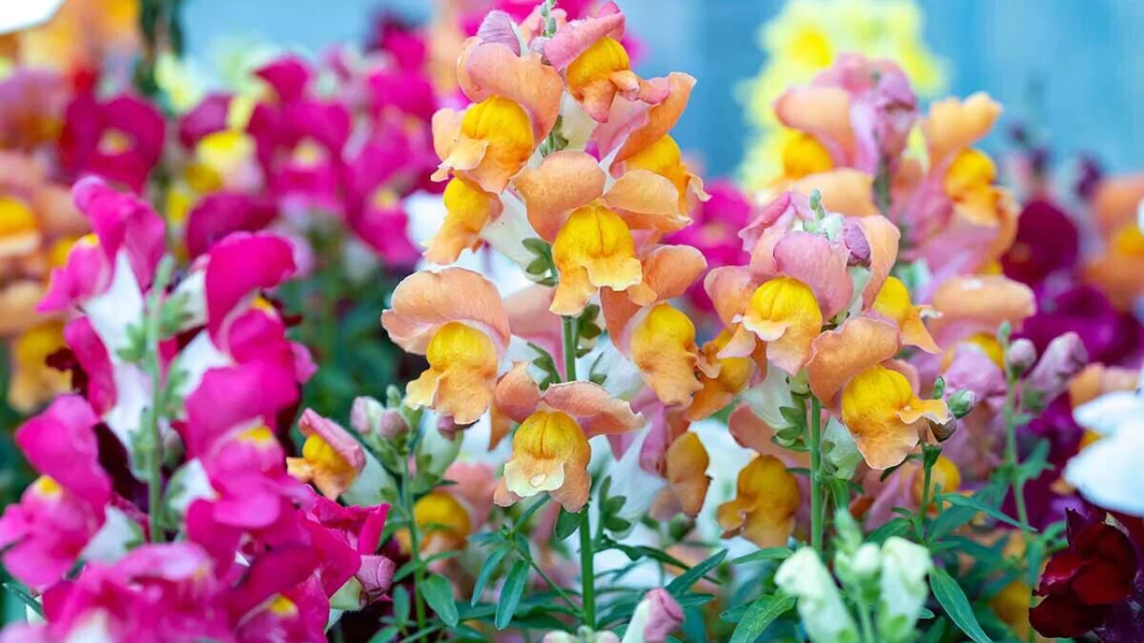 Rocket Snapdragons